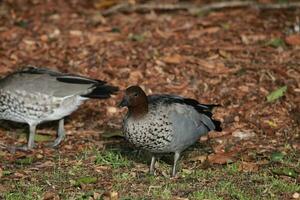 Australian Wood Duck photo