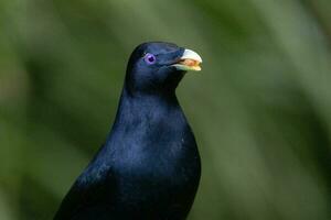 Satin Bowerbird in Australia photo