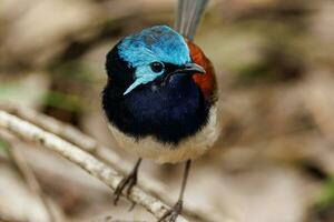 Red-winged Fairywren in Australia photo