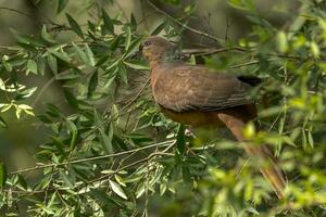 Brown Cuckoo-Dove in Australia photo