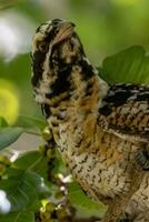 Pacífico Koel en Australia foto