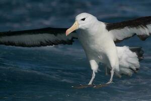 ceja negra albatros en australasia foto