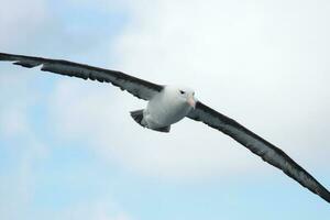 ceja negra albatros en australasia foto