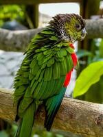 de capa negra conure desde sur America foto