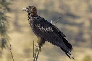 Wedge-tailed Eagle in Australia photo