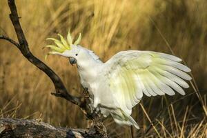 con cresta de azufre cacatúa en Australia foto