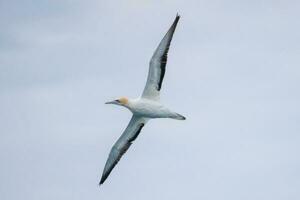 australasiano gannet en australasia foto