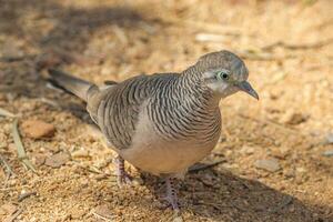 Peaceful Dove in Australia photo