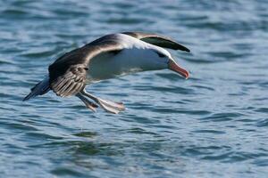 ceja negra albatros en australasia foto