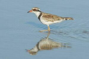 Black-fronted Dotterel in Australasia photo