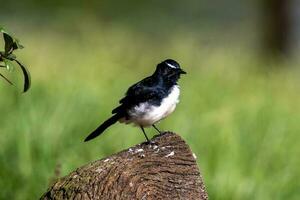 Willy Wagtail in Australia photo