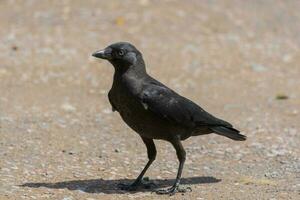 Carrion Crow in the UK photo