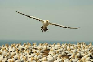 Australasian Gannet in Australasia photo