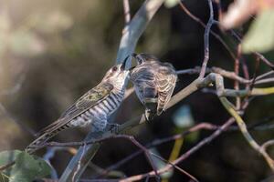 Horsfield's Bronze Cuckoo in Australia photo