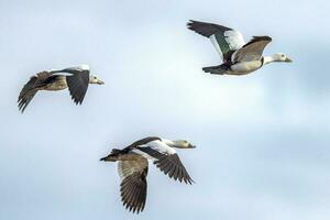 radjah Shelduck en Australia foto