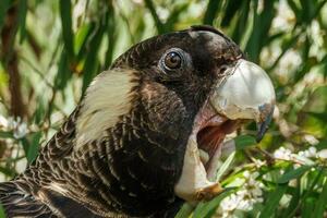 de carnaby negro cacatúa en Australia foto