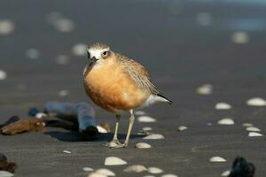 New Zealand Dotterel photo