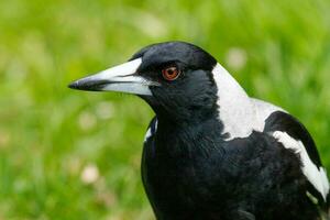 Australasian Magpie in Australia photo