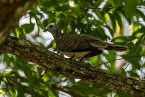 Bar-shouldered Dove in Australia photo