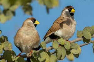 Masked Finch of Australia photo