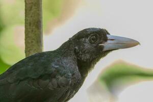 Black Butcherbird in Australia photo