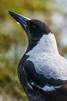 Australasian Magpie in Australia photo