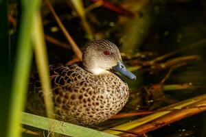 Grey Teal in Australasia photo