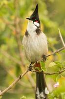 Red-whiskered Bulbul in Australia photo