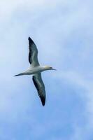 australasiano gannet en australasia foto