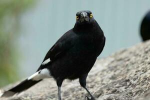 Pied Currawong in Australia photo