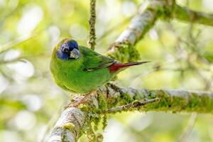 Blue-faced Parrot Finch in Australia photo