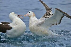 de gibson errante albatros en australasia foto