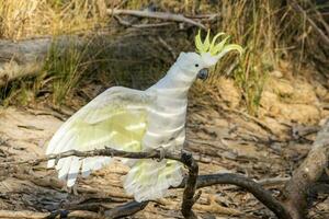 con cresta de azufre cacatúa en Australia foto