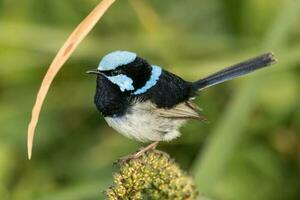 Superb Fairywren in Australia photo