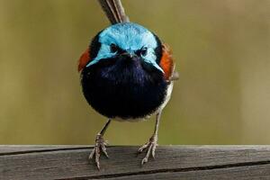 Red-winged Fairywren in Australia photo