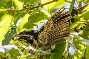 Pacífico Koel en Australia foto