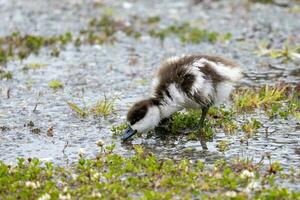 paraíso Shelduck en nuevo Zelanda foto