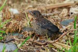 European Blackbird in Australasia photo