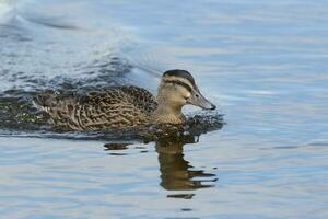 Grey Duck in New Zealand photo