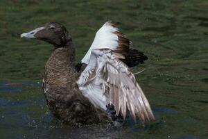 común eider en Inglaterra foto