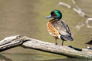 Chestnut Teal in Australia photo