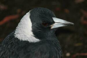 Australasian Magpie in Australia photo