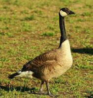 Canada Goose in Australasia photo