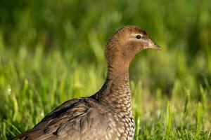 Maned Duck in Australia photo