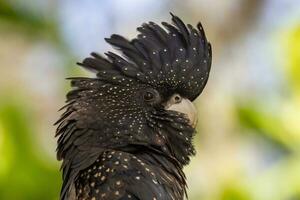 Red-tailed Black Cockatoo in Australia photo