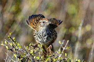 South Island Fernbird photo