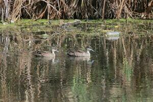 Grey Teal in Australasia photo