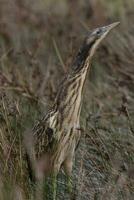 Australasian Bittern in New Zealand photo