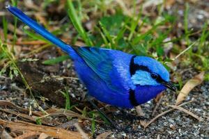 Splendid Fairywren in Australia photo