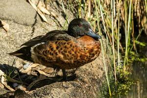 Chestnut Teal in Australia photo